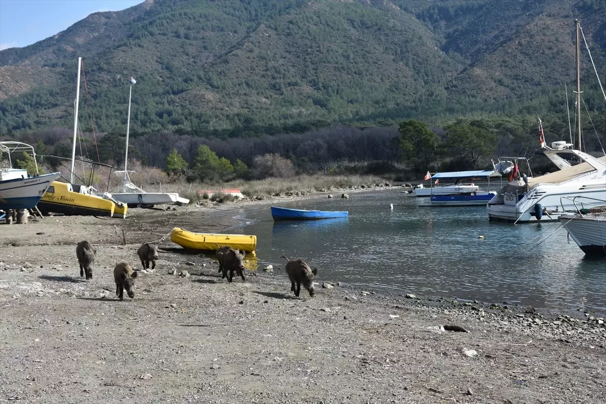Marmaris’te Yaban Domuzları Sahilde Yiyecek Aradı